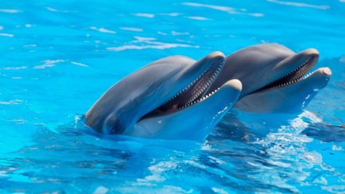 animal-1869337_1920
