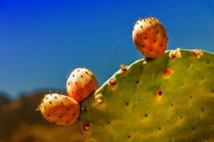 cactus-4257285_1920