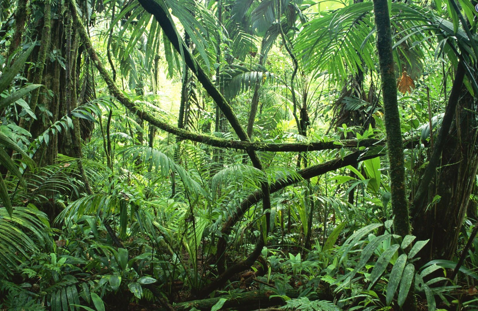 giungla-foresta-verde-168251-e1499331814978