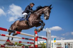 horse-2944967_1920