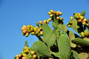 prickly-pear-3636199_1920