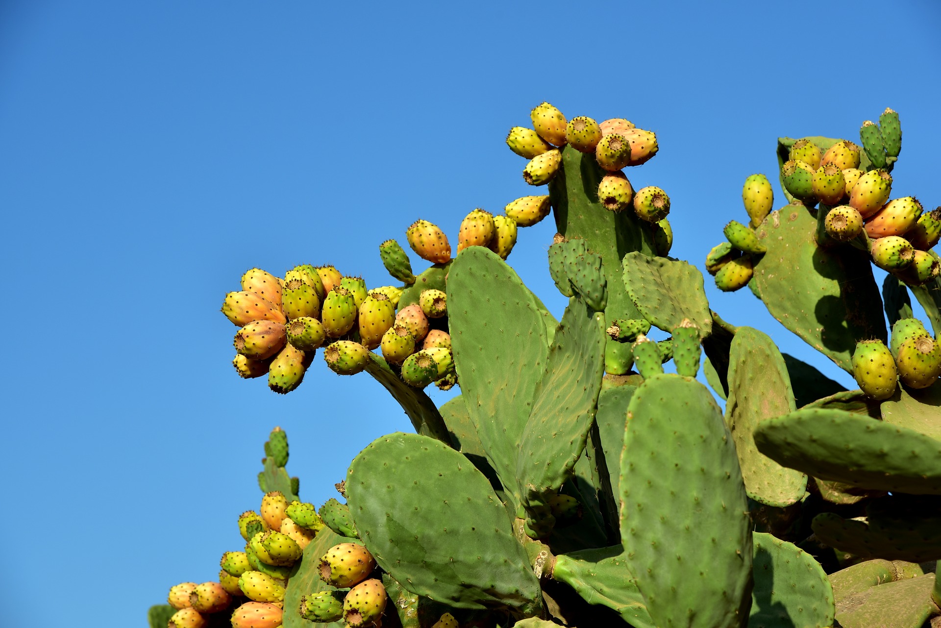 prickly-pear-3636199_1920