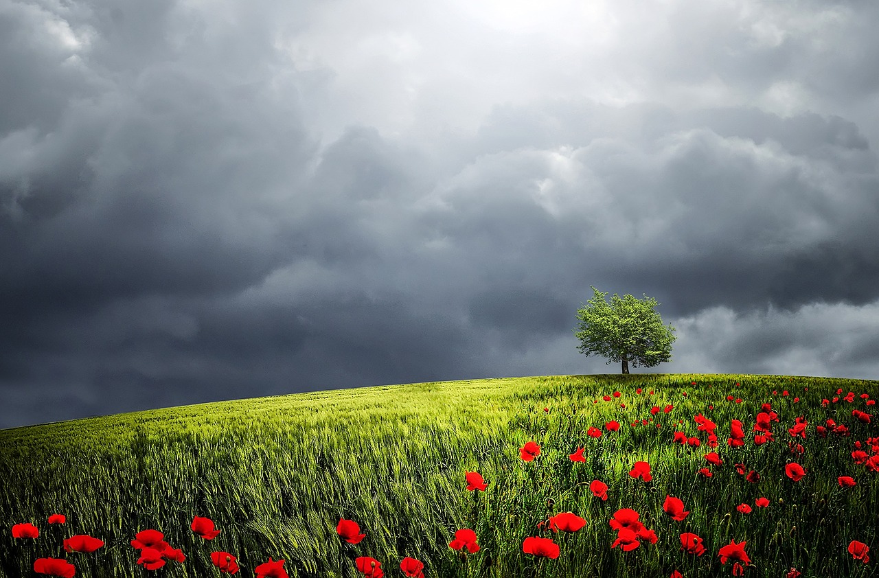 tree-838666_1280