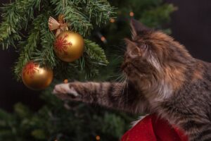 cat-1822979_1920