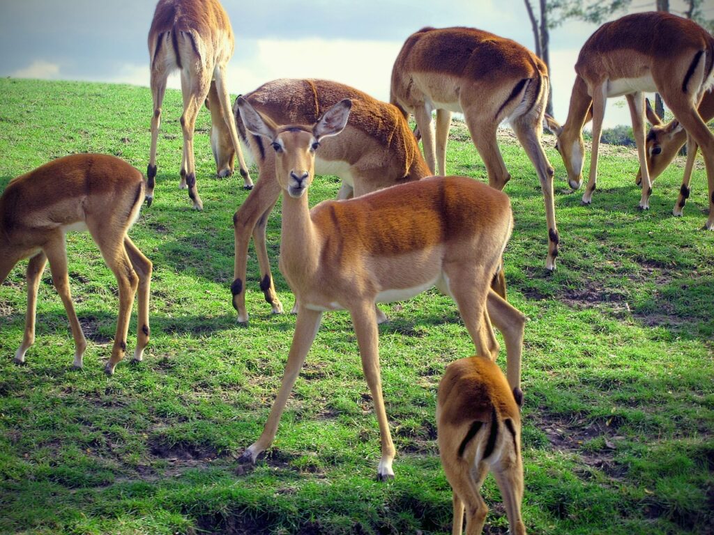 impala-2858709_1280