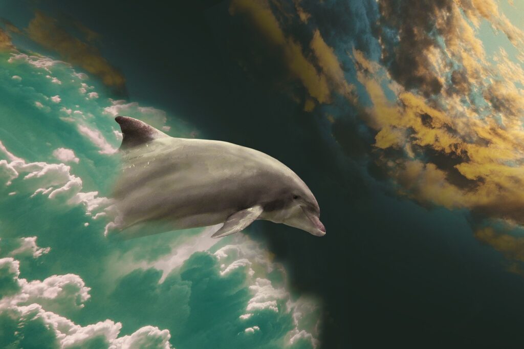 dolphin-2562115_1280