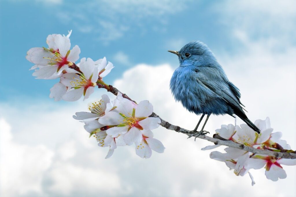 bird-8788491_1280